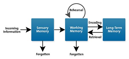 Representación gráfica de los procesos de la memoria a corto plazo