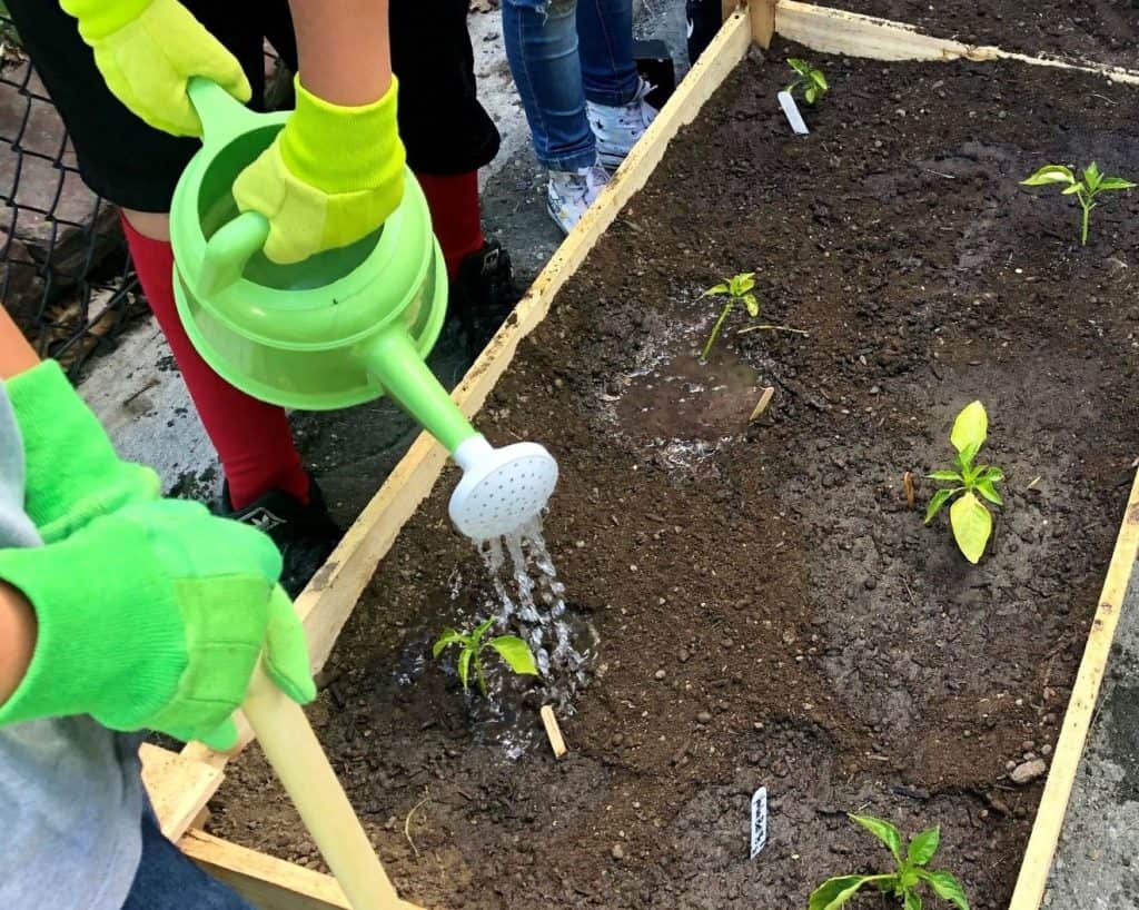 Alumnos plantando pimientos en su huerto escolar de Columbine Elementary 
