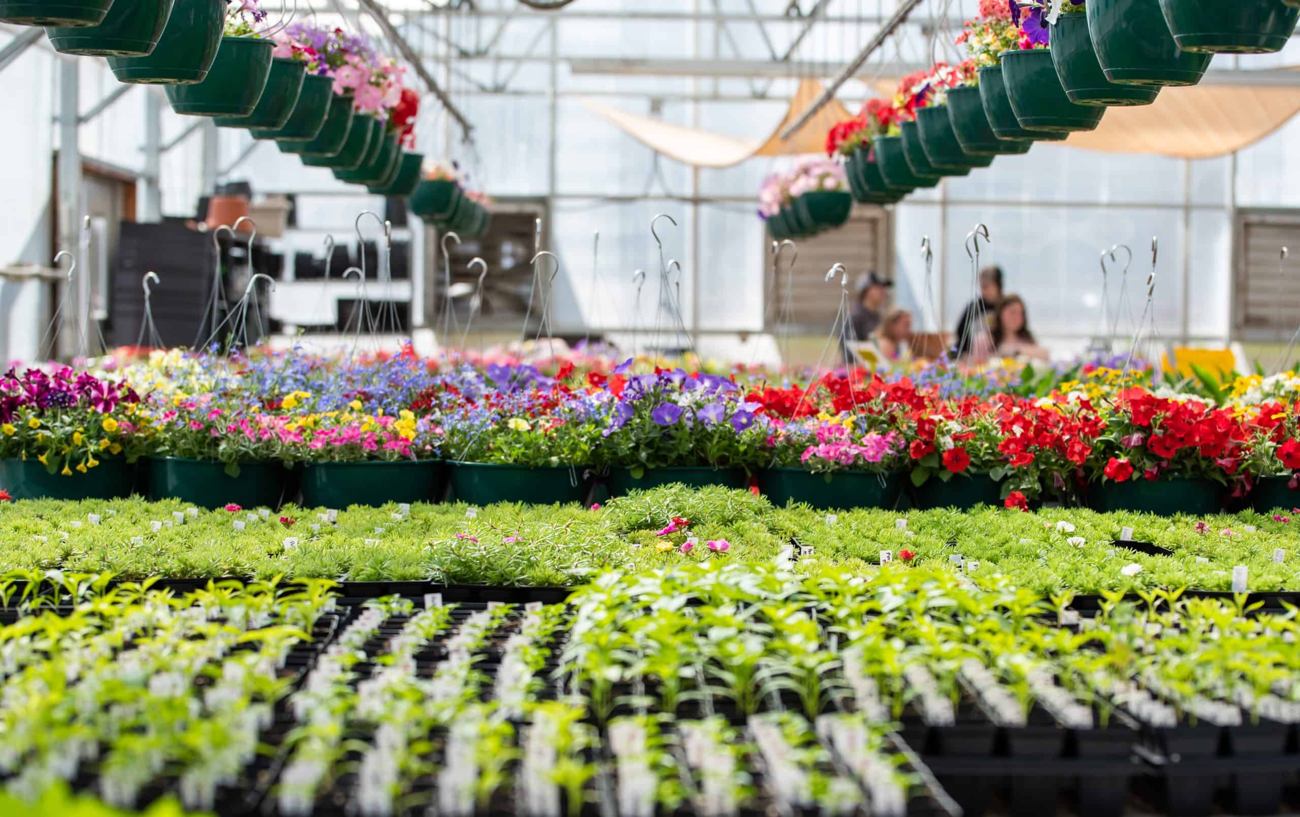 Career Elevation and Technology Center’s Annual Plant Sale Returns for 2024