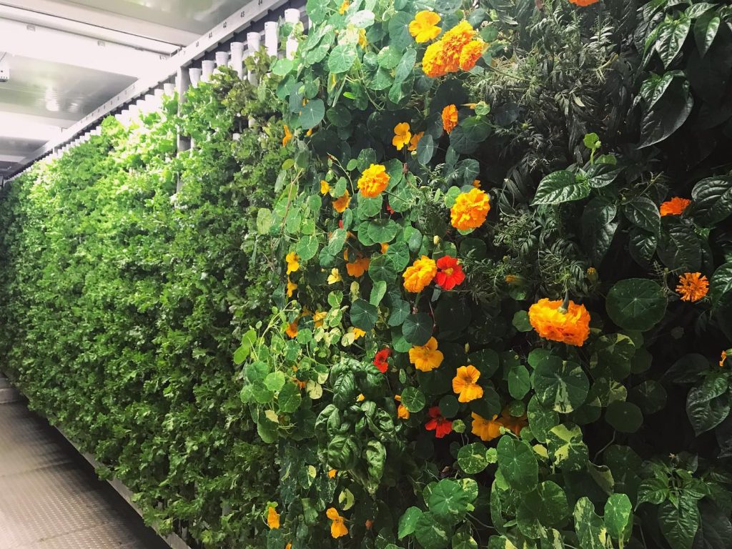 Vertical garden with lush green leaves and vibrant orange and yellow flowers in a well-lit indoor space.