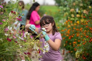 A girl in a garden carefully trims flowers while wearing gloves, with others working in the background.