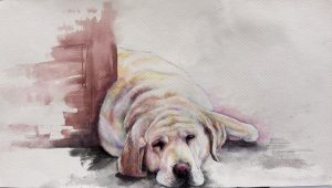 A watercolor painting of a resting yellow lab, lying on the floor near a wall, with soft colors and gentle shadows.