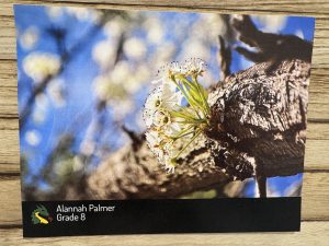 A close-up of white flowers blooming on a tree branch against a blurred blue sky background.