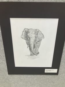 A pencil drawing of an elephant, framed, created by Isabel Grayless, Grade 8, from Sunset Middle School.