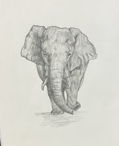A detailed pencil sketch of an elephant walking towards the viewer, showcasing its large ears and trunk.