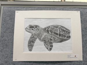 Un detallado dibujo a lápiz de una tortuga, en el que se aprecian los dibujos y rasgos de su caparazón, enmarcado con un paspartú blanco.