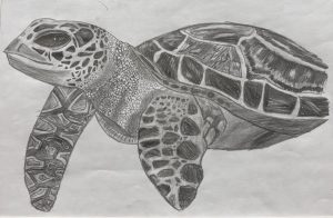 A detailed pencil drawing of a sea turtle, highlighting its textured shell and flippers.