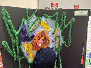 Colorful crochet model of a cell, showcasing organelles and structures, displayed on a black board.