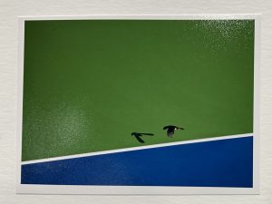 A bird flies over a green surface, casting a shadow on the vibrant blue section below.