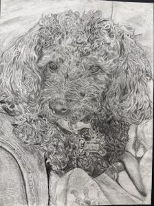 A detailed pencil drawing of a curly-haired dog with a collar, showcasing its expressive eyes and fluffy fur.