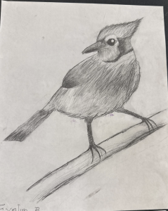 A pencil sketch of a blue jay perched on a branch, showcasing its distinctive crest and markings.