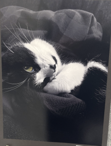 A close-up of a black and white cat curled up on a cozy blanket, with bright yellow-green eyes and soft whiskers.