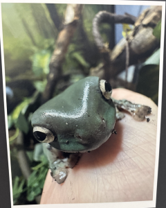 A close-up of a green frog resting on a person's finger, surrounded by leaves and branches in a natural habitat.