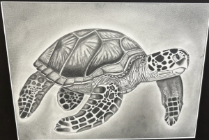 A detailed pencil drawing of a sea turtle, showcasing its shell and flippers in grayscale tones.