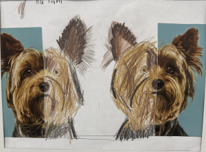 A drawing of a dog, resembling a Yorkshire Terrier, next to a photo of the same breed.